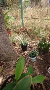 Shifting Focus To Urban Homesteading Image